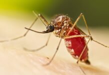 Se detectaron nuevos casos de chikungunya en Tucumán