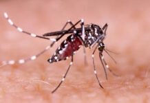 Detectaron en Yerba Buena el primer caso positivo de chikungunya