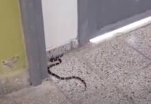 Catamarca: abrieron las puertas y se dieron con una invasión de serpientes y alacranes