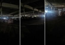 Misterios y gritos en el Mercofrut (video)