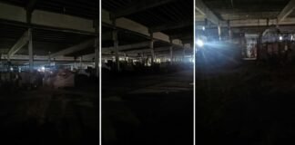 Misterios y gritos en el Mercofrut (video)