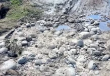 Productores del sur de Tucumán: «Los caminos están destrozados»