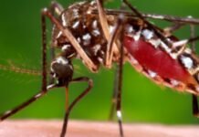 En Tucumán crece los casos de chikungunya.