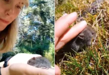 Una influencer agarró al principal transmisor del hantavirus (video).