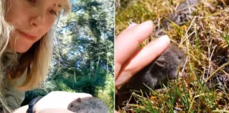 Una influencer agarró al principal transmisor del hantavirus (video).
