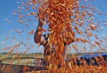 Menos petróleo, menos granos: el efecto inesperado para Argentina.
