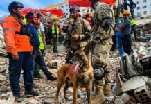 Venezuela: quién es Bart, el perro que halló con vida a dos niños bajo los escombros.