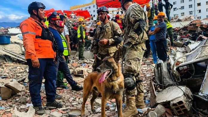 perro v