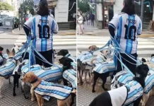 Un paseador de perros se volvió viral tras el look mundialista de las mascotas (video).