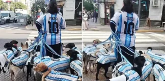 Un paseador de perros se volvió viral tras el look mundialista de las mascotas (video).