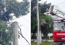 Tragedia en Tucumán: un hombre murió electrocutado mientras cosechaba paltas.