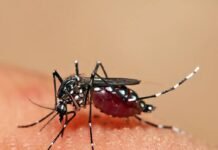 Operativos ambientales para prevenir chikungunya y dengue