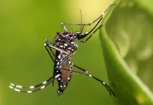 Dengue en Tucumán: advierten que la temporada podría adelantarse