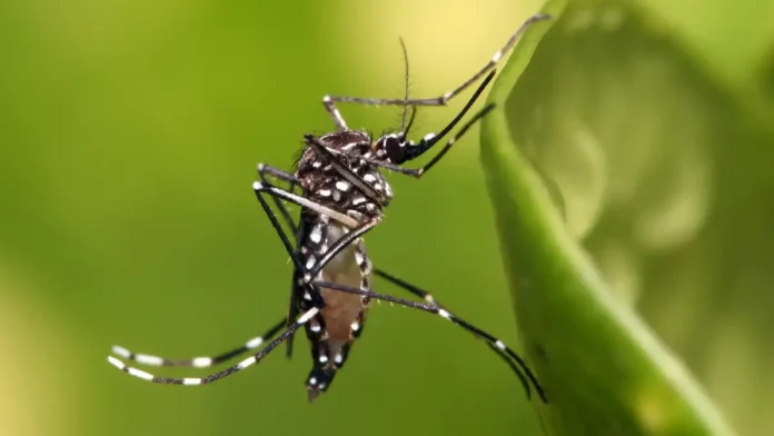 dengue
