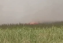 Tucumán avala los incendios de cañaverales.