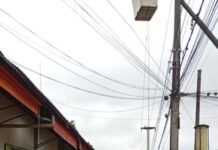 Macchiarola y la motosierra: tala pinos históricos en Yerba Buena.