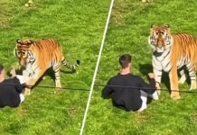 Un hombre ingresó al recinto del tigre y murió tras ser atacado.