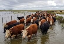 Súper Niño: 900.000 vacas en riesgo en el Litoral.