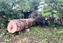 Un árbol gigante cayó sobre una casa durante un cumpleaños en Santa Ana.