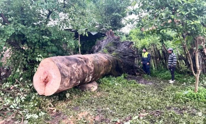 ARBOL