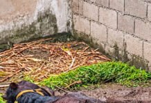Bella Vista: hallaron un caballo desnutrido y abandonado.
