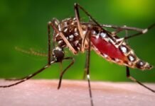 Súper Niño: alerta por el dengue en Tucumán.