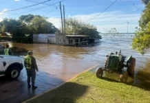 Salvaban vacas de la inundación en el Litoral y murieron ahogados.