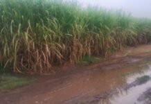 Tucumán en alerta: peligra la cosecha de caña en el sur.
