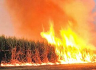 Quema de caña: el aval del gobierno para contaminar.
